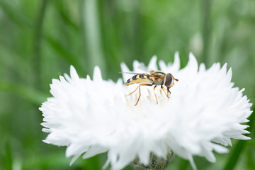 白い花の蜜を吸うミツバチ