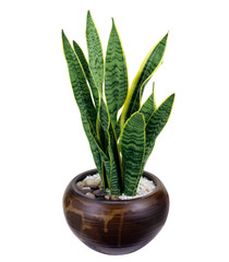 サンスベリア Snake Plant（白背景、切り抜き）