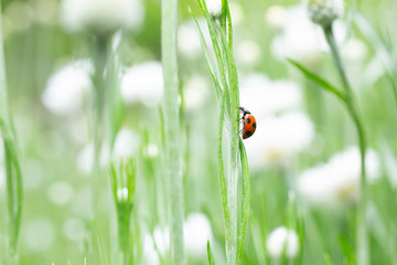 草の上を歩くてんとう虫