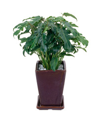 クッカバラ Kookaburra Aussie（白背景、切り抜き）