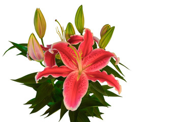 lily flower isolated on white background