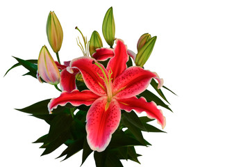 lily flower isolated on white background