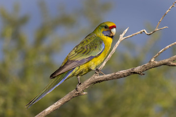 Green Rosella Parrot