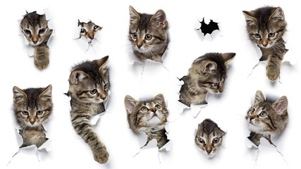 Cats in holes of paper, little grey tabby kittens peeking out of torn white background, ten funny...