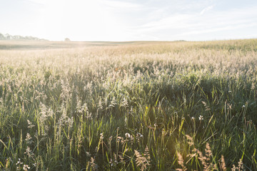 Grasses Glow in morning Light