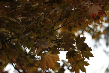 Herbstliche Blätter eines Baumes