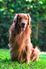 Golden Retriever