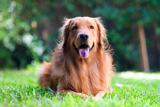Golden Retriever
