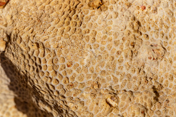 Fossil corals of the Red Sea. Ancient creatures, turned into stone. © Piotr