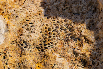 Fossil corals of the Red Sea. Ancient creatures, turned into stone.