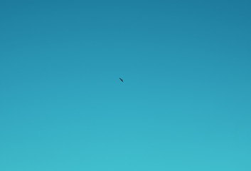 bird eagle flies away against the blue sky