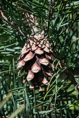 Pine Cone Closeup Among Green Needles On A Sunny Day