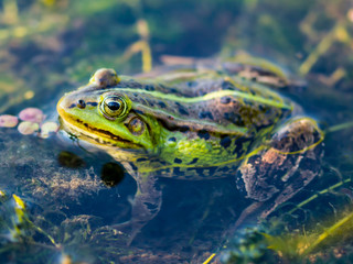 Frog Amphibian Hiding in the Pond