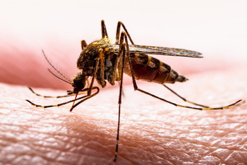 Encephalitis, Yellow Fever, Malaria Disease, Mayaro or Zika Virus Infected Culex Mosquito Parasite...