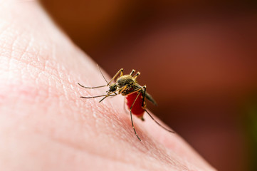 Encephalitis, Yellow Fever, Malaria Disease, Mayaro or Zika Virus Infected Culex Mosquito Parasite Insect Macro on Red Background