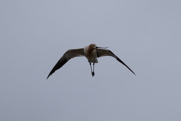 American avocet flying in the wild 