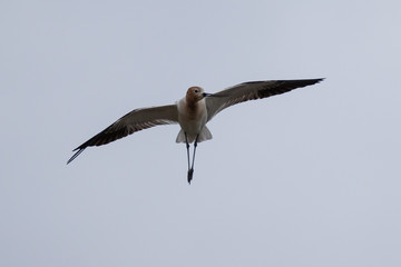 American avocet flying in the wild 