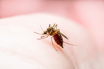 Encephalitis, Yellow Fever, Malaria Disease, Mayaro or Zika Virus Infected Culex Mosquito Parasite Insect on Skin Macro