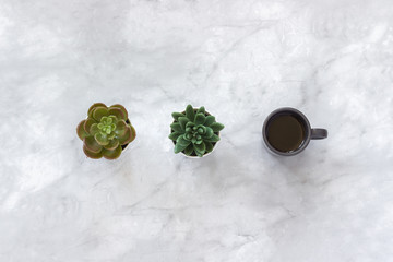 Two succulent flowers pots and black cup of coffee stand in row on marble table background. Minimal...