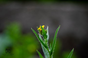 white flower in grass