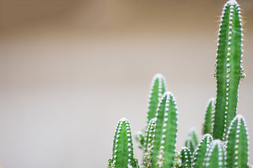 Trees that grow naturally with the background that has space