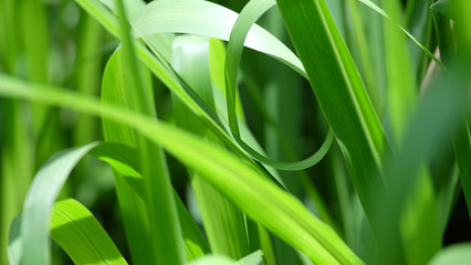 fresh green blades of grass macro