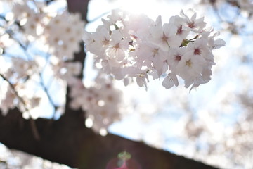 桜 花見 さくら