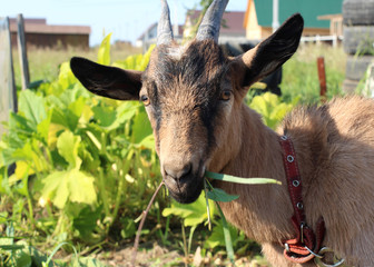 Beautiful funny brown horned goat chews fresh grass in summer on a farm in the garden