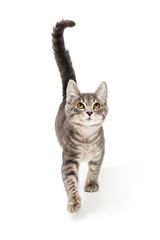 Grey Kitten Walking Forward Looking Up