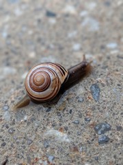 snail on stone