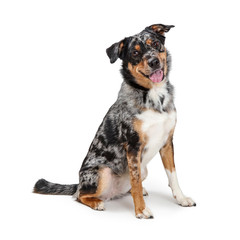 Happy Friendly Australian Shepherd Dog Sitting