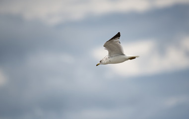 A seagull in flight against a blue-gray sky.
