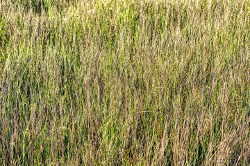 A closeup of grass in a salt-marsh.  Texture and color could be a  nice background.