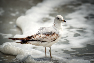 A seagull on the beach with the surf in the background.