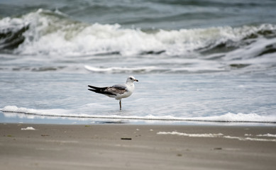 A seagull on the beach with the surf in the background.