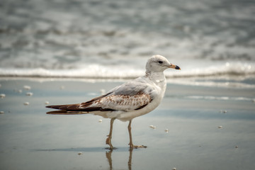 A seagull on the beach with the surf in the background.