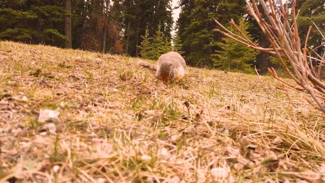 Curious ground Squirrel in Banff Canada eats grass and decides to investigate the camera then runs off.