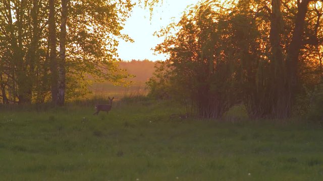 European roe deer (Capreolus capreolus) watching and running in to the bushes in the evening, golden hour, medium shot from a distance