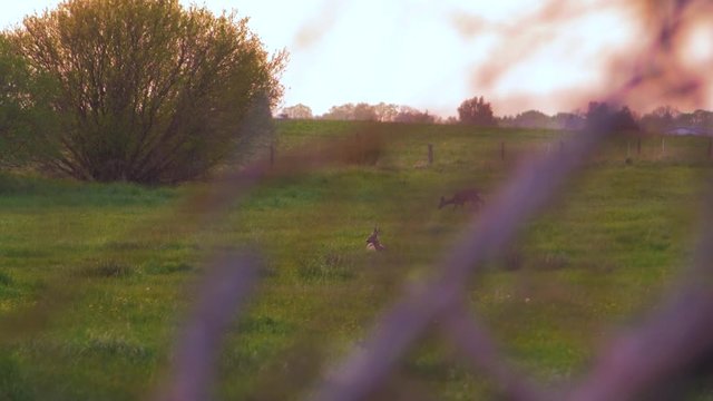 Two European roe deer (Capreolus capreolus) walking and eating on a field in the evening, golden hour, medium shot from a distance trough the bushes