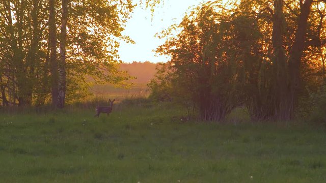 European roe deer (Capreolus capreolus) standing still and watching towards the camera near the bushes in the evening, golden hour, medium shot from a distance