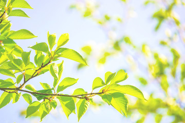 Obraz premium Summer leaves and branches. 夏の葉と枝