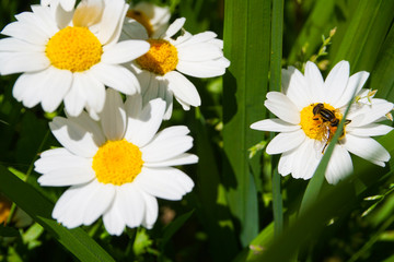 Honeybee and Small chrysanthemum. French chrysanthemum. ミツバチと小さな菊　ノースポール、カンシロギク、フランスギク