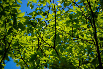 Fototapeta na wymiar Fresh green leaves and tree branches. 新緑の葉と木の枝