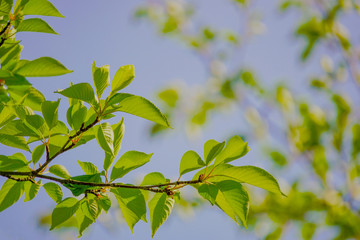 Summer leaves and branches.  夏の葉と枝