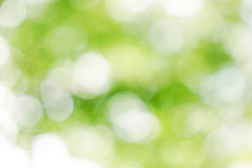 Obraz premium Natural, green, sun light ball blur material, bokeh effect. 自然、緑、太陽光の玉ボケ素材。ボケ効果。