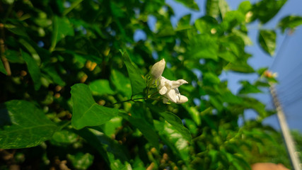 Fragrant jasmine in Thailand is used as a symbol on Mother's Day.
