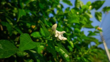 Fragrant jasmine in Thailand is used as a symbol on Mother's Day.