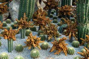 Green cactus plant, natural texture background concept