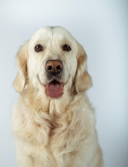 Beautiful 3 years old golden retriever