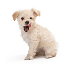 Hungry White Puppy Licking Lips